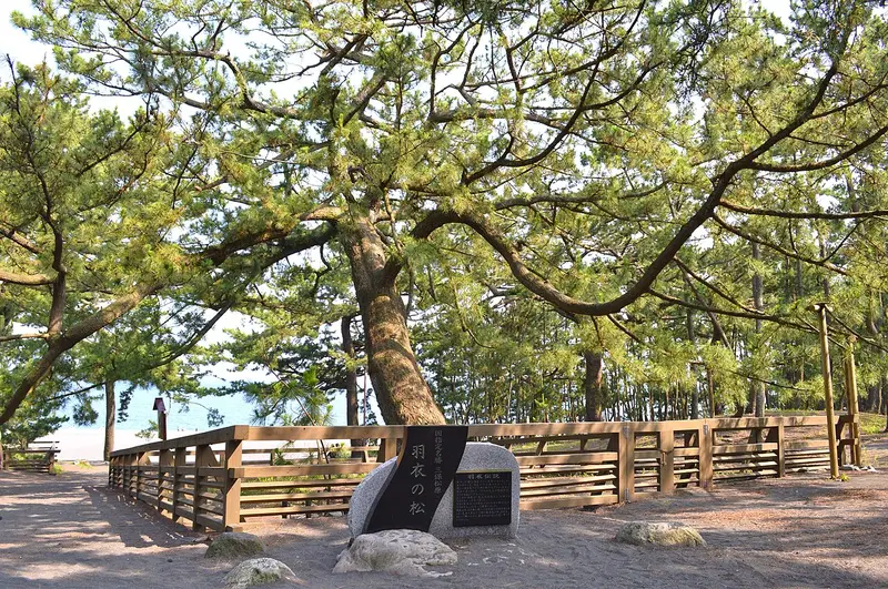 Cây thông Hagoromo no Matsu