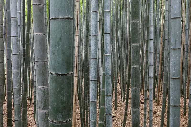 Rừng trúc Sagano